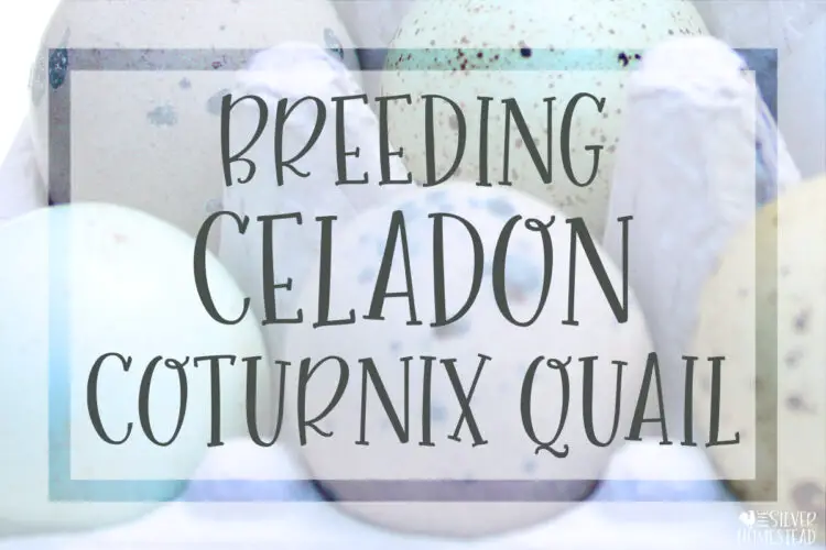Breeding Blue Egg Laying Celadon Coturnix Quail for Profit