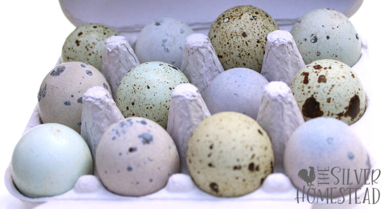 Breeding Blue Egg Laying Celadon Coturnix Quail for Profit 