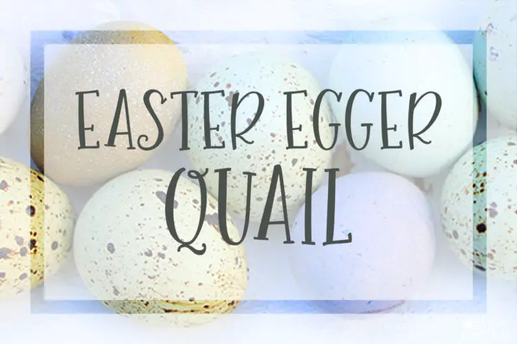 Easter Egger Coturnix Quail who Lay Colored Eggs {with pictures!}