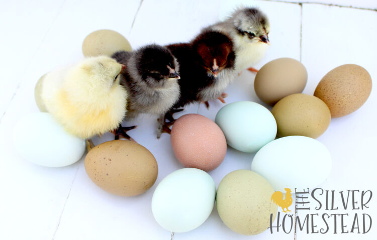 four chicks next to blue, green, pink, brown and olive chicken eggs