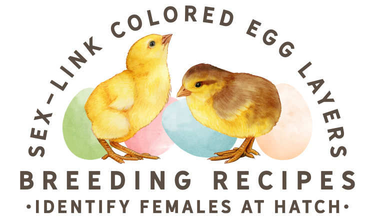 sex-link colored egg layers breeding recipes identify females at hatch