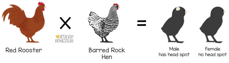 red rooster bred to barred rock hens makes black sex-link chicks