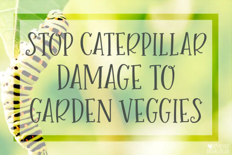 Stop Caterpillar Damage to garden veggie plants