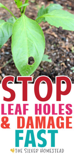 Stop Caterpillar Damage to Plants Bacillus thuringiensis BT spray for vegetable garden veggie veggies 