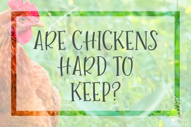 Are Chickens Easy or Hard to Keep
