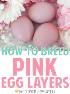 Pink easter egger chicken eggs next to pink and white fresh flowers with text that reads how to breed pink egg layers