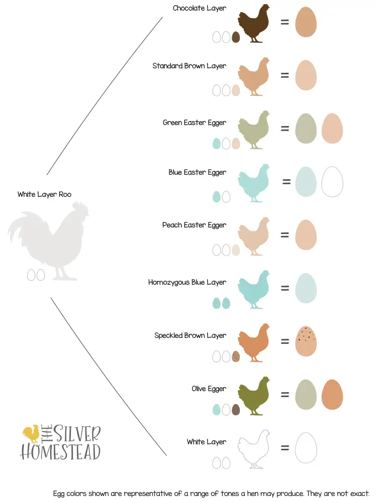 White egg layer laying rooster brown leghorn bred to various colored egg laying hens easter egger olive egger breeding outcome chart graphic infographic genetic genetics help visual breeding breeder charts 