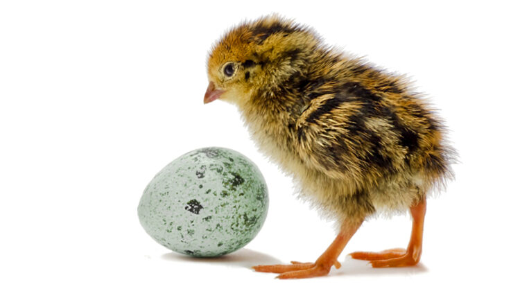 a coturnix quail chick next to a speckled blue quail egg