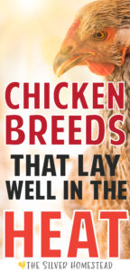 a hen in hot golden summer sunlight with text that reads chicken breeds that lay well in the heat