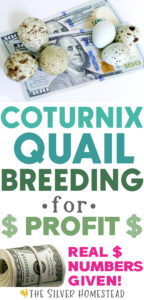 $100 bills with blue and speckled green quail eggs and text that reads coturnix quail breeding for profit