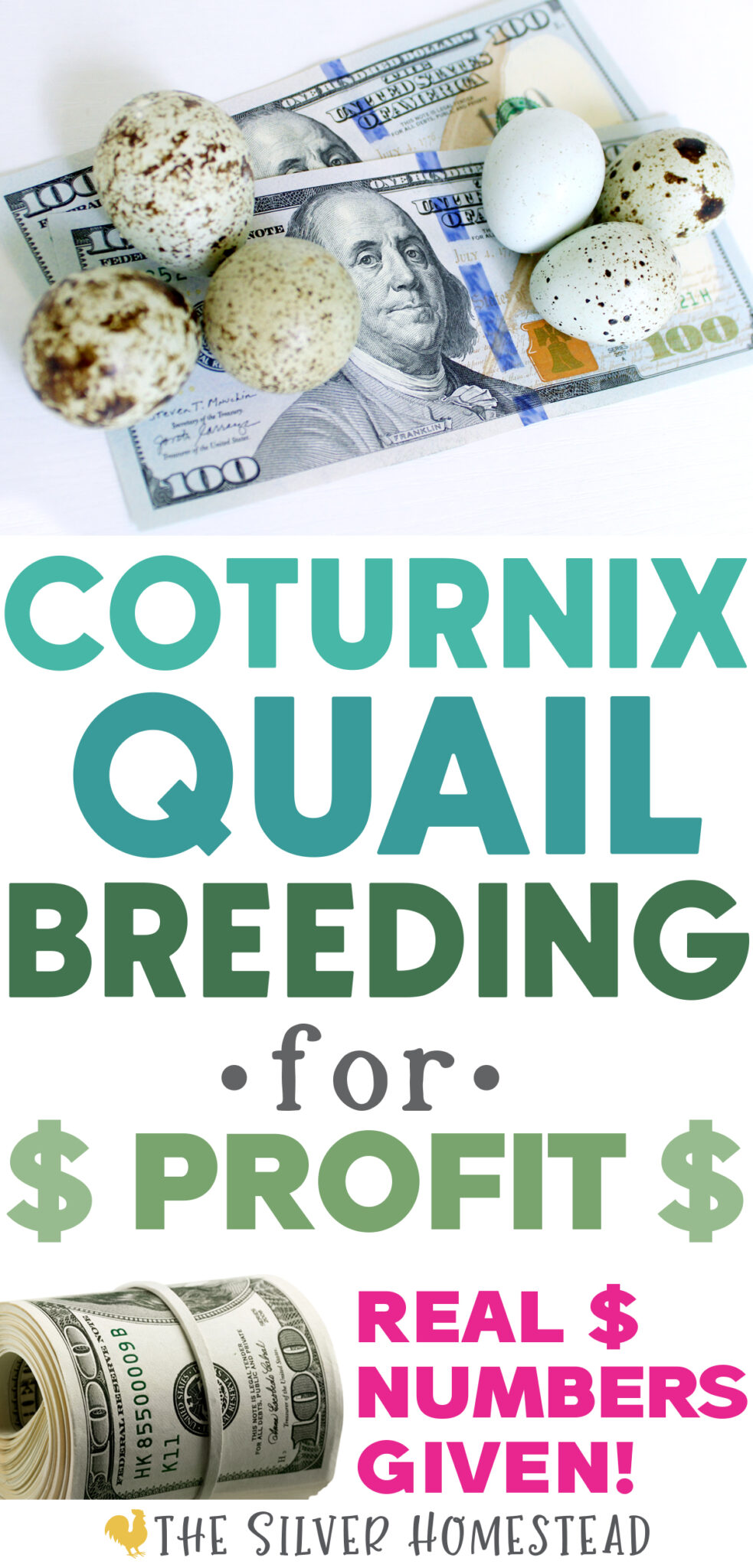 Coturnix Quail Breeding For Profit Silver Homestead