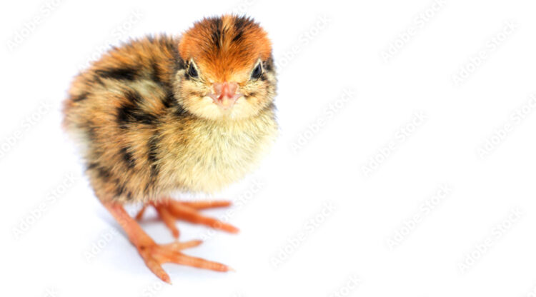 day-old coturnix quail chick