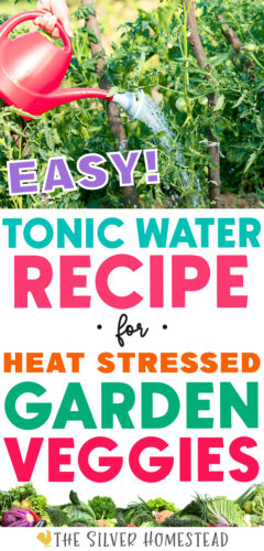 watering can watering tomato plants in the summer with text that reads easy tonic water recipe for heat stressed garden veggies