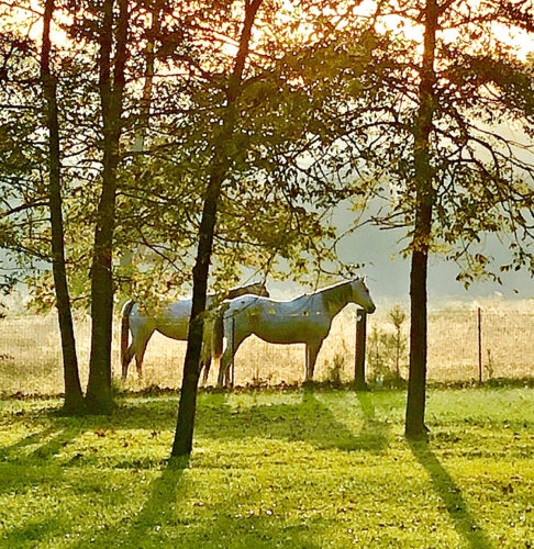 two white horses standing at a wire fence in a treed pasture in Magnolia, Texas