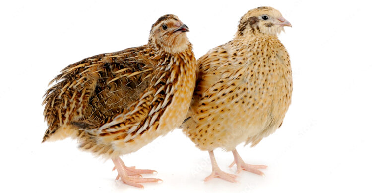2 adult coturnix quail birds