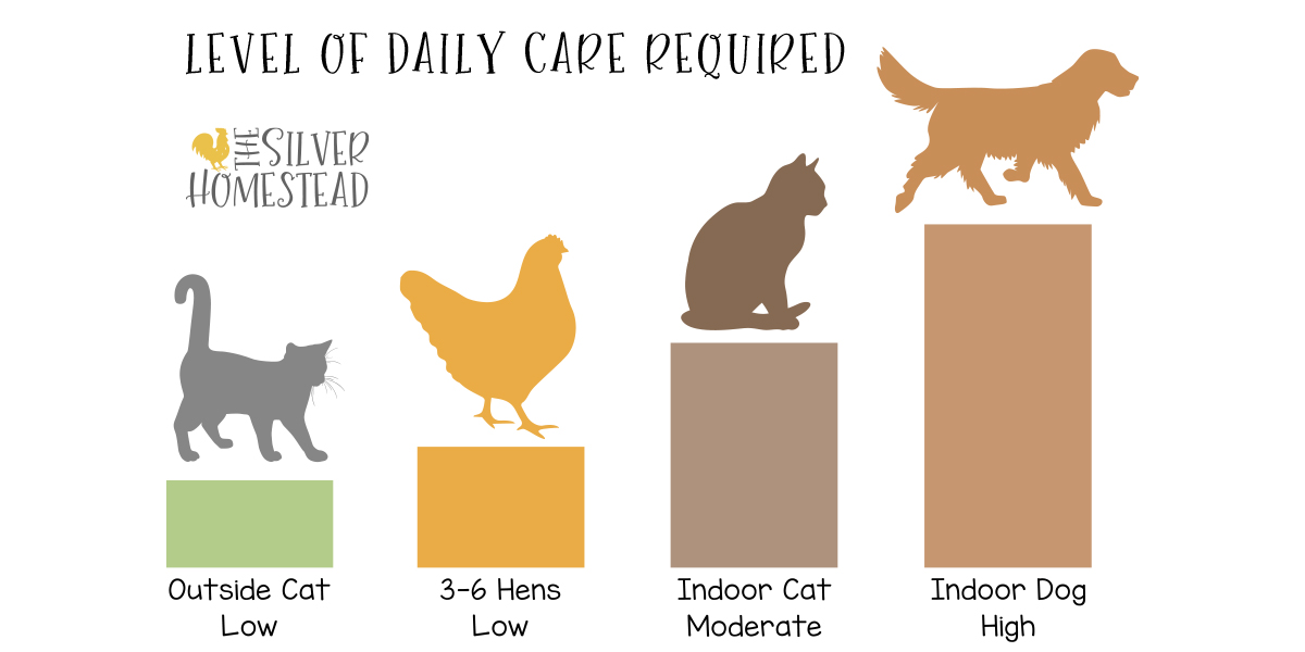 a bar graph style graphic with a gray cat silhouette that reads outside cat low, a yellow hen silhouette that reads 3 to 6 hens low, a brown cat silhouette that reads indoor cat moderate and a golden retriever silhouette that reads indoor dog high