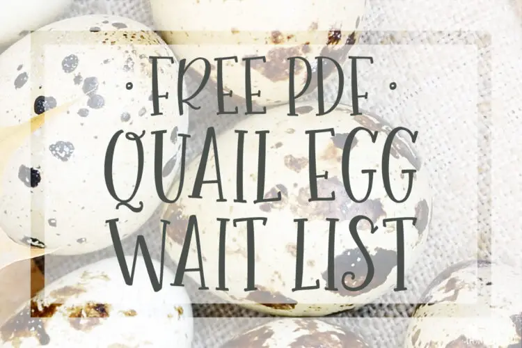 Quail Egg Wait List Free Printable PDF sell selling fertile hatching eggs backyard side hustle business income money sales covey chicks eating cooking baking superfood super food celadon coturnix quail