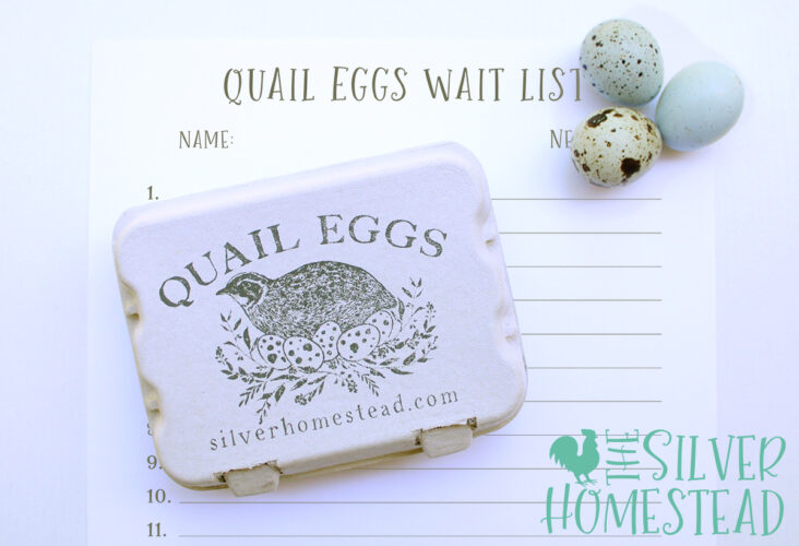 celadon coturnix quail eggs and a stamped egg carton sitting on a printed quail egg wait list sheet of paper
