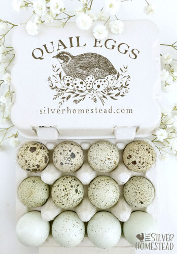 a dozen quail eggs in shades of blue, green and cream in an egg carton
