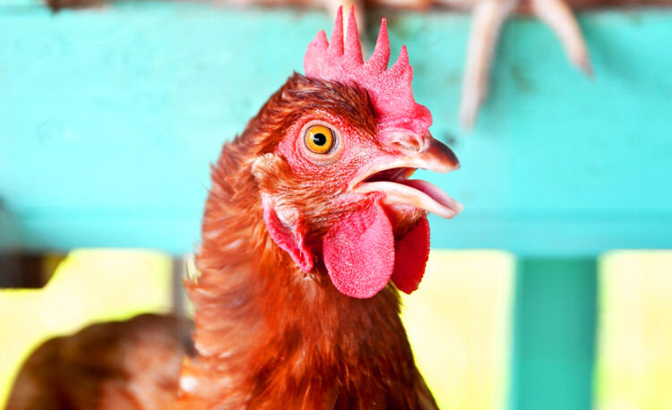 a Rhode Island Red hen clucking in a chicken coop