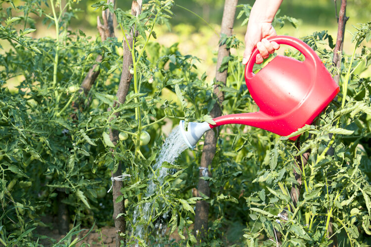 red watering can applying a foliar feed tonic water to garden tomato plants in bright sunlight