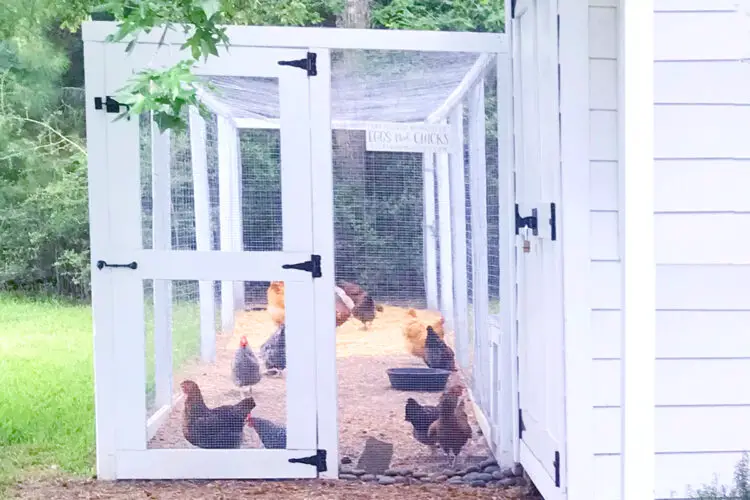 A chicken run attached to a white farmhouse style chicken coop